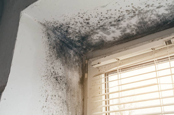 Affordable Mold Removal solutions in Cross Fork, PA